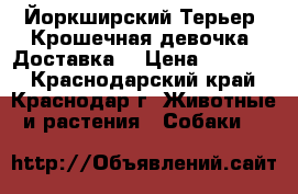Йоркширский Терьер .Крошечная девочка. Доставка. › Цена ­ 25 000 - Краснодарский край, Краснодар г. Животные и растения » Собаки   